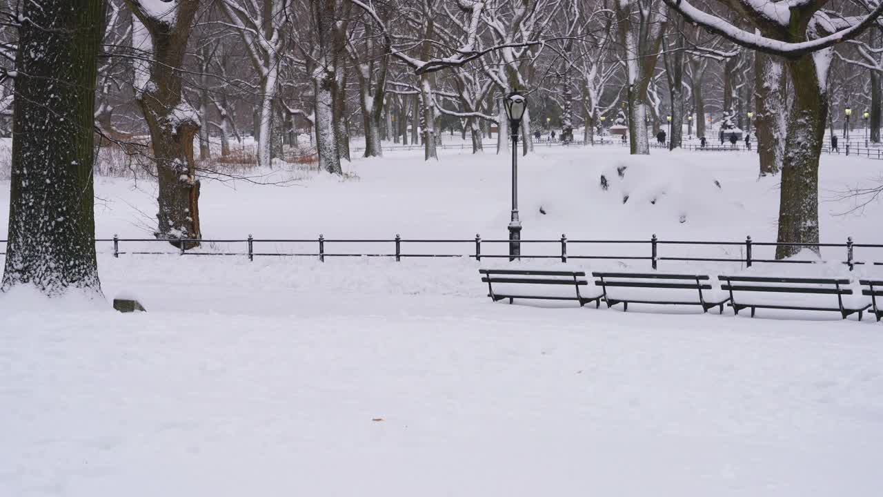 在冬天的暴风雪中，狗在中央公园的雪道上散步。视频素材
