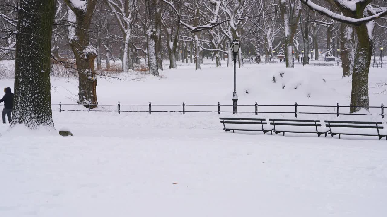 在冬天的暴风雪中，狗在中央公园的雪道上散步。视频素材