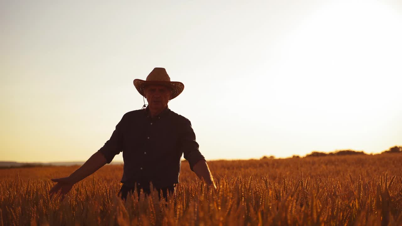 戴着帽子的农民正在检查作物。一位农学家在夕阳下穿过橙色的麦田。人们用手触摸小麦的小穗。前视图。视频下载