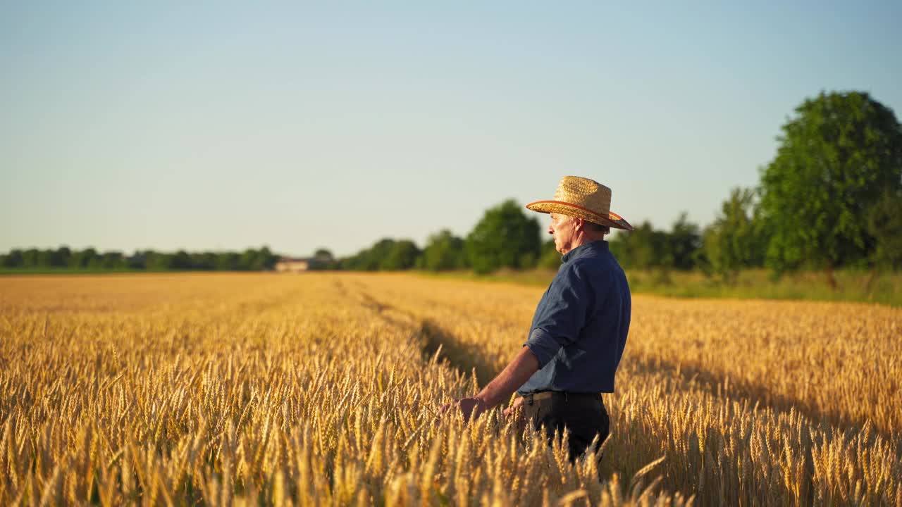 农业领域的商人。日落时分，戴草帽、穿衬衫、穿裤子的男农学家站在田野上。农民欣赏农田里成熟的植物。视频素材