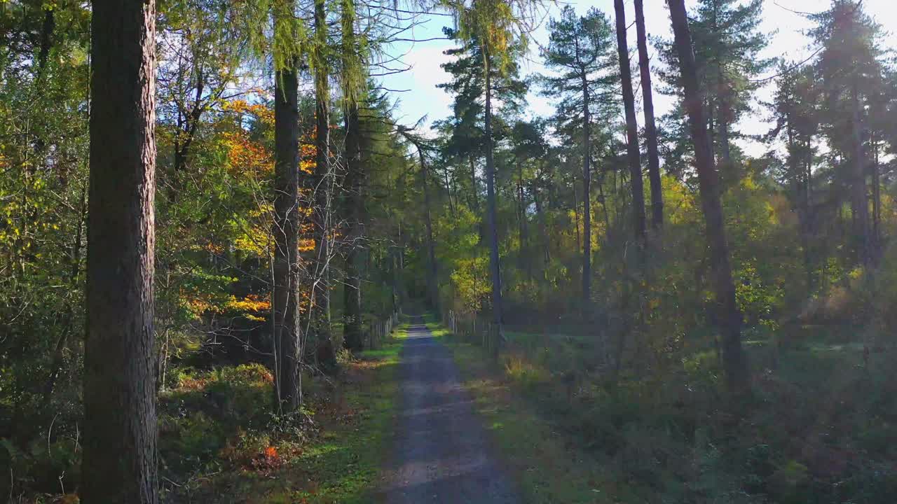空中，波夫，比利时伯尔纳姆秋日森林中树木成行的小路视频下载