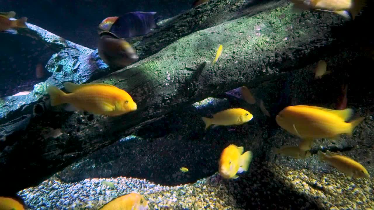 圣彼得斯鱼在甜水水族馆/曼谷海洋世界海洋生命视频下载