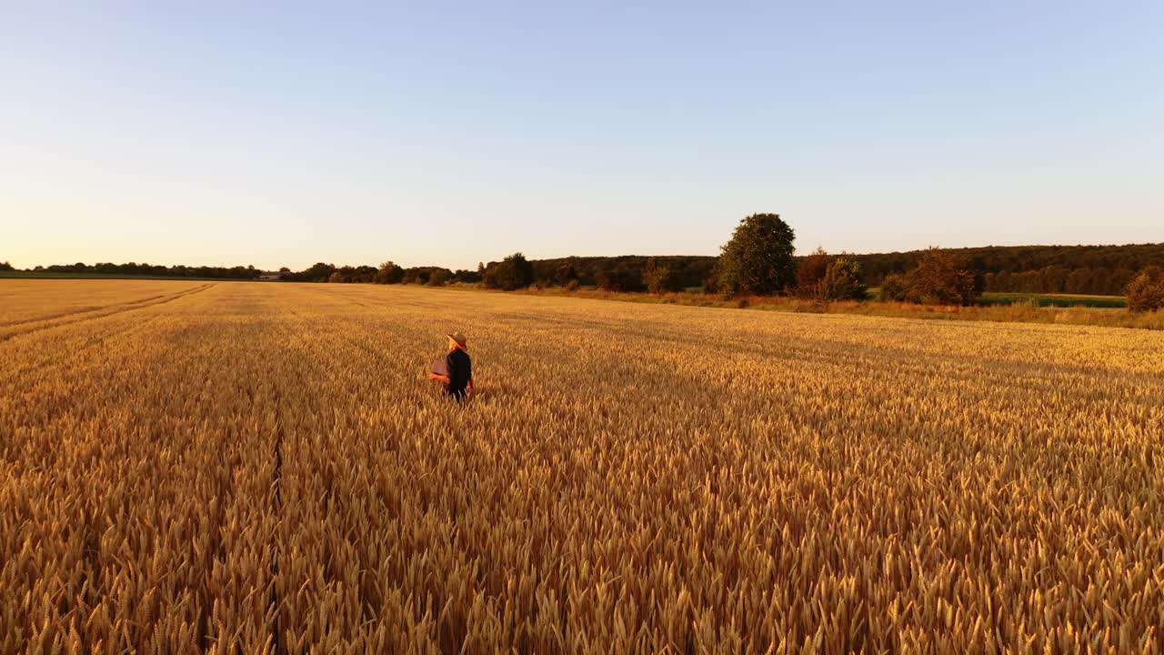 金色田野的全景。农民在大种植园里种植小麦。日落时，戴草帽的人在检查农作物。视频下载