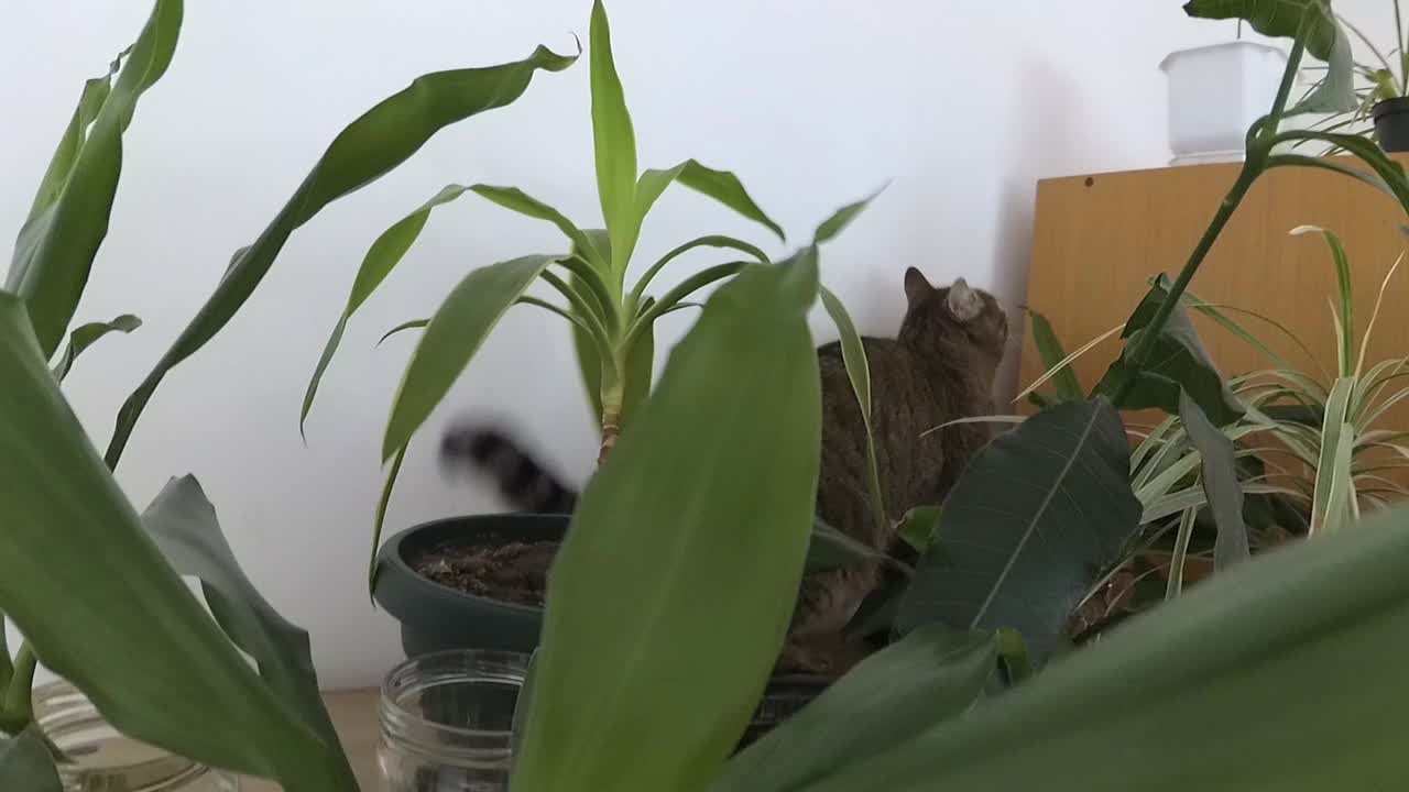 架子上的一只猫和一盆花。种植室内植物，城市丛林。视频下载