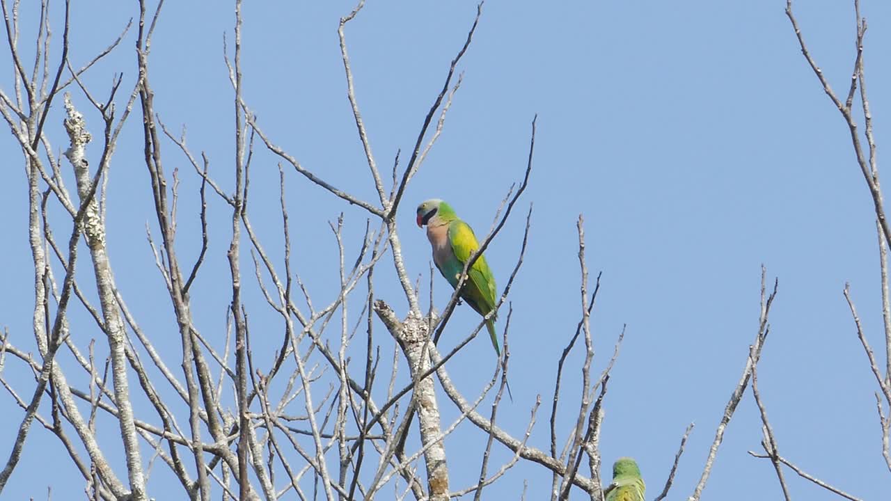 红胸长尾小鹦鹉栖息在热带雨林的树枝上。视频素材