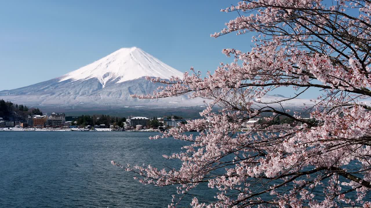 富士山和川口湖上的樱花视频素材