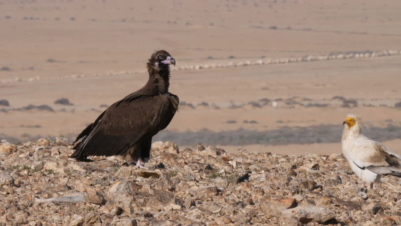 灰秃鹰(欧亚黑秃鹰)，埃及秃鹰，未成熟的走向相机视频下载