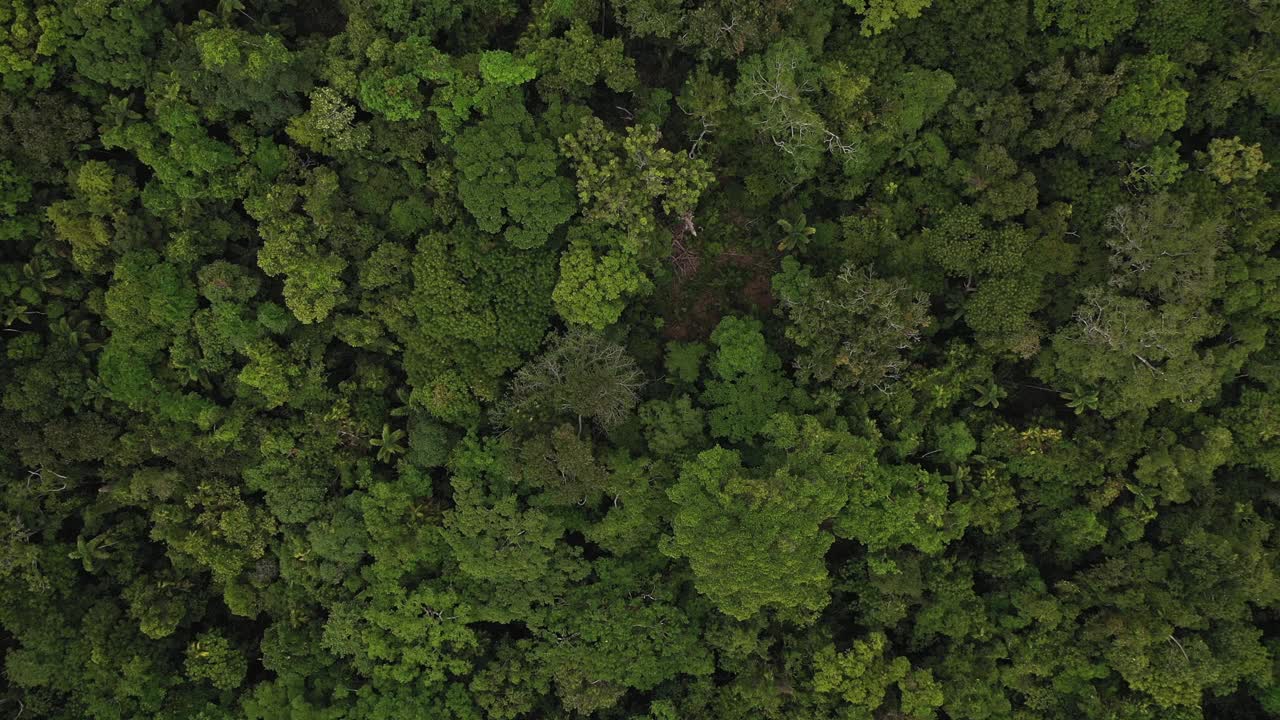郁郁葱葱的热带雨林树冠，正上方，向下移动视野视频下载