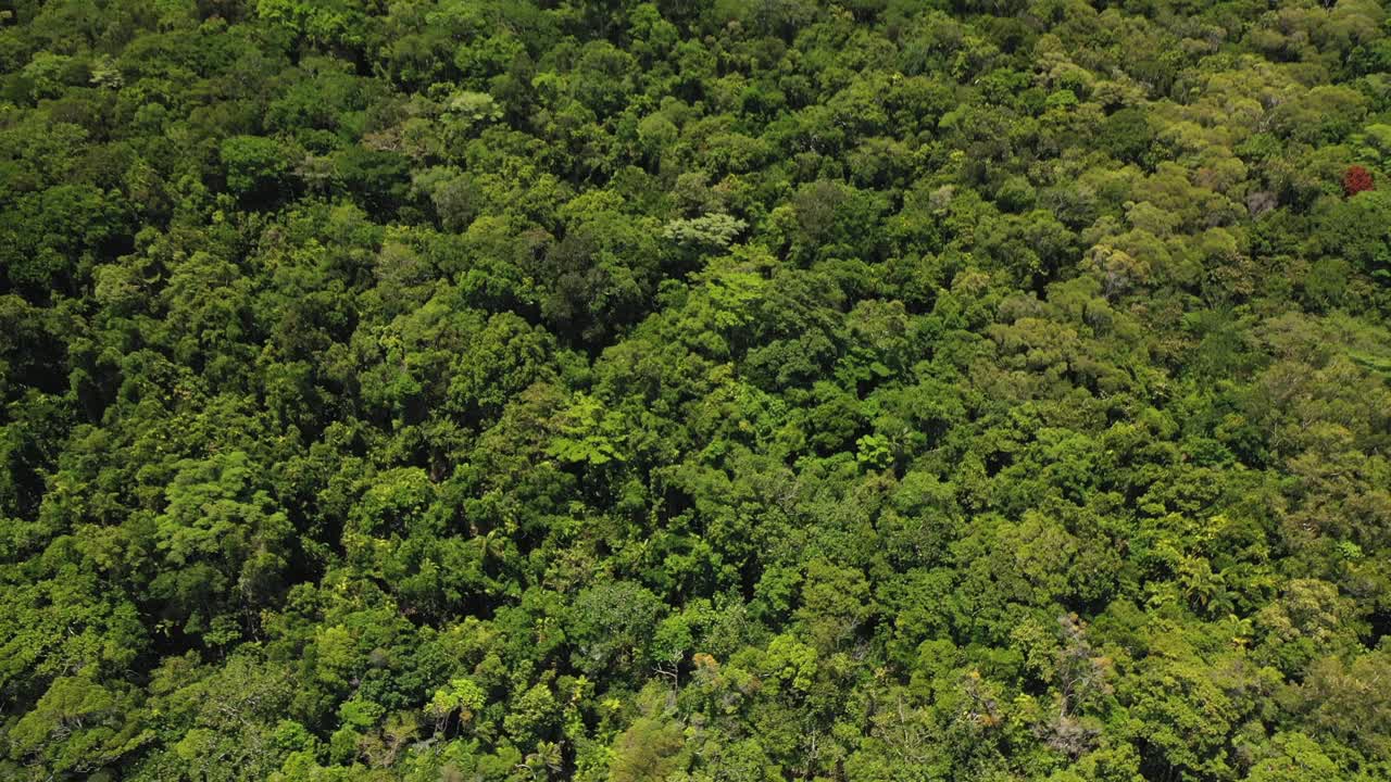 靠近雨林树冠，绿叶抽象图案，鸟瞰图视频下载