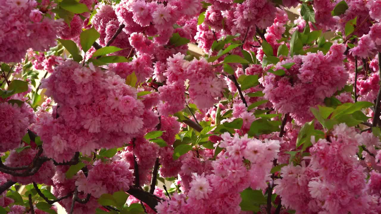 背景与鲜花在美丽的日本樱花盛开的春天的一天视频下载