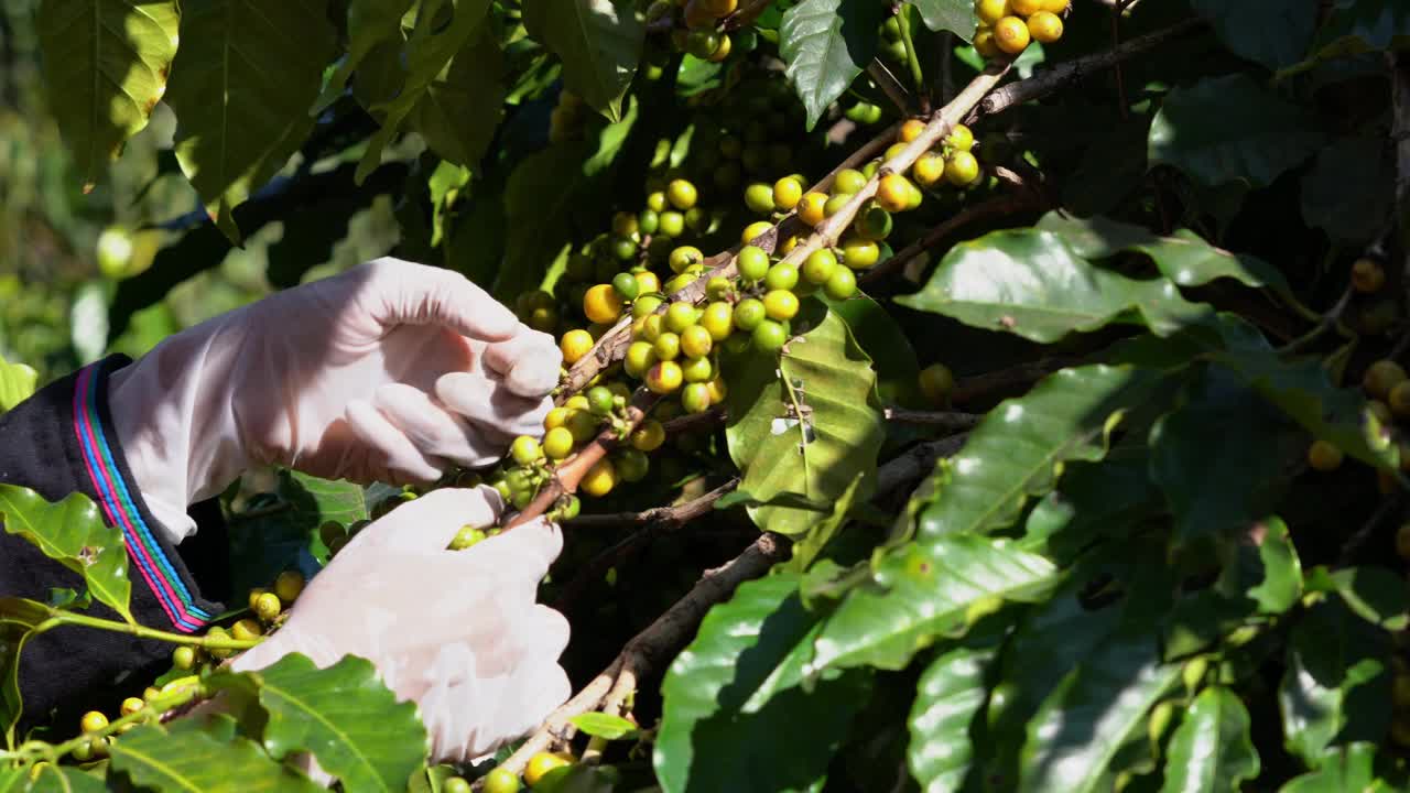 黄色新鲜成熟的树枝阿拉比卡或罗布斯塔有机咖啡浆果和豆树上。作物果实的季节。咖啡种植园农家收获田背景概念。视频素材