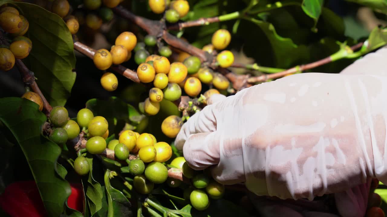 黄色新鲜成熟的树枝阿拉比卡或罗布斯塔有机咖啡浆果和豆树上。作物果实的季节。咖啡种植园农家收获田背景概念。视频素材