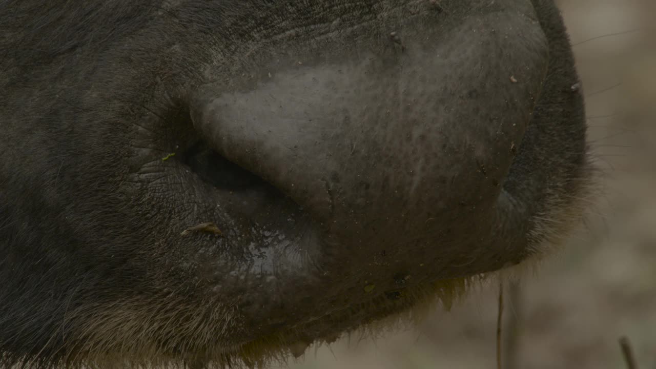 斯里兰卡，牛口上的苍蝇。视频下载