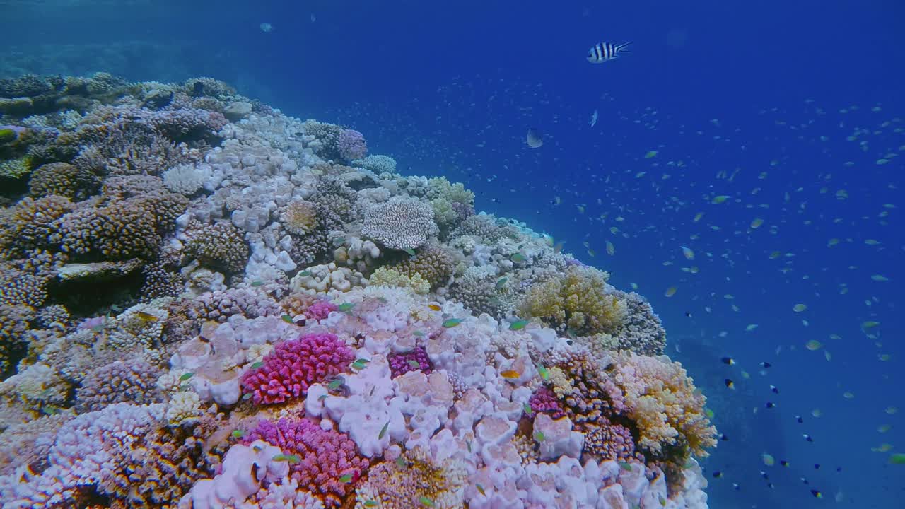 在埃及红海的马萨阿拉姆，美丽的珊瑚礁上有海洋生物和许多小型热带鱼视频素材