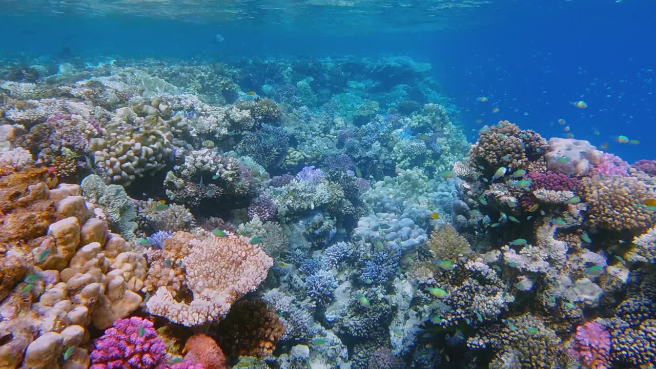 埃及马萨阿拉姆红海上的彩色珊瑚礁和许多小型热带鱼视频素材
