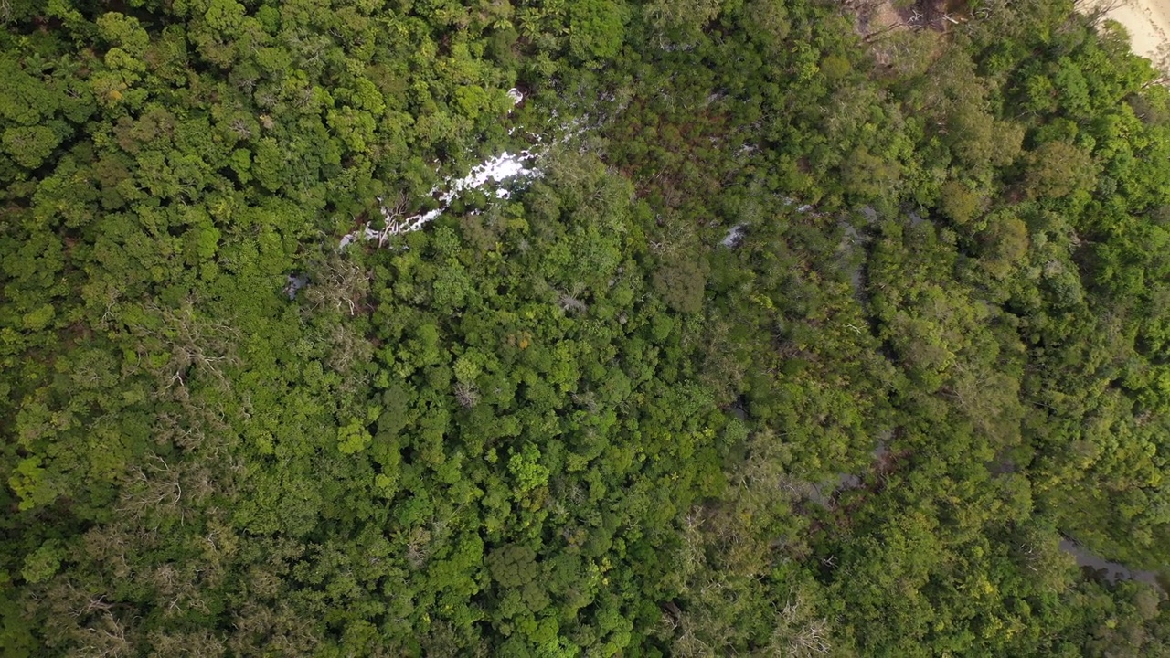 热带雨林树冠，河流，红树林沼泽，鸟瞰图视频下载