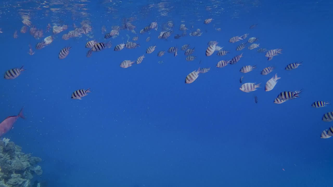 小热带鱼-剪尾小热带鱼军士或条纹小热带鱼在红海-马萨阿拉姆-埃及视频素材