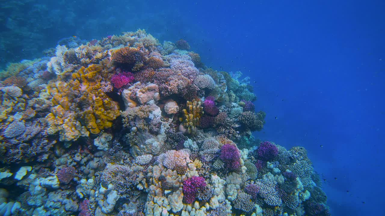 在埃及红海的马萨阿拉姆，美丽的珊瑚礁上有海洋生物和许多小型热带鱼视频素材