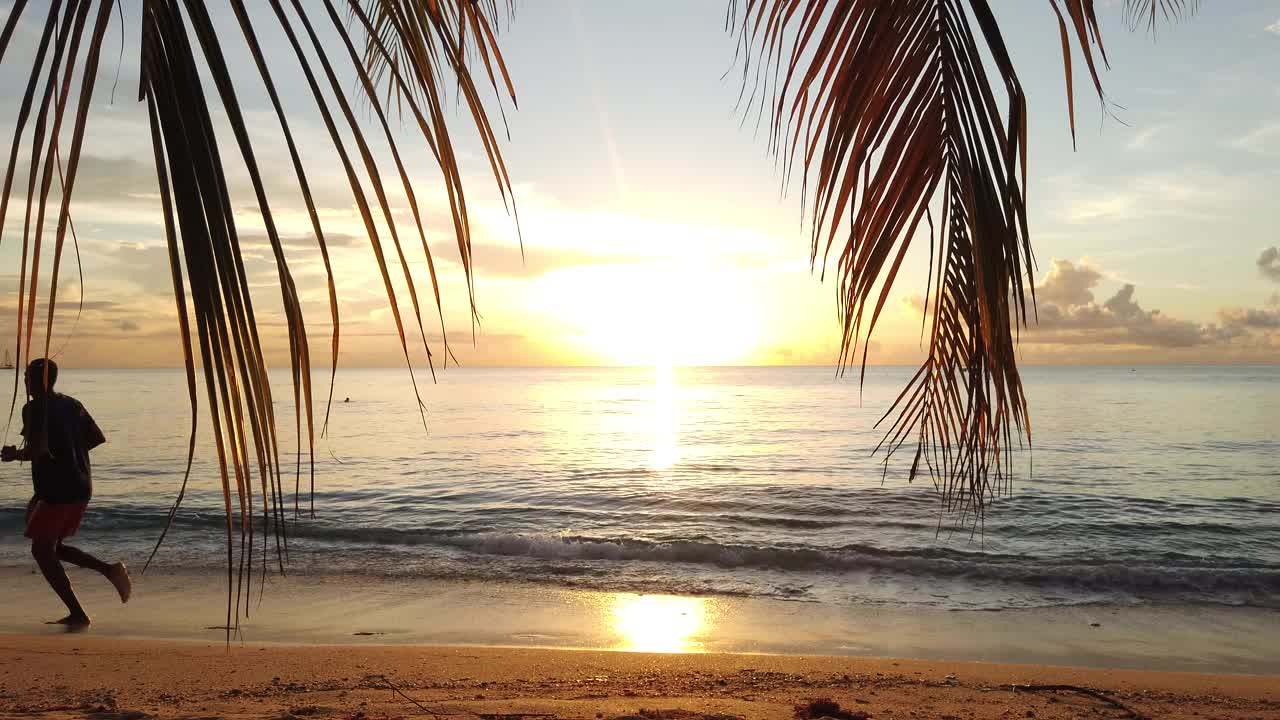 加勒比海的日落透过海滩上的棕榈树(2)视频下载