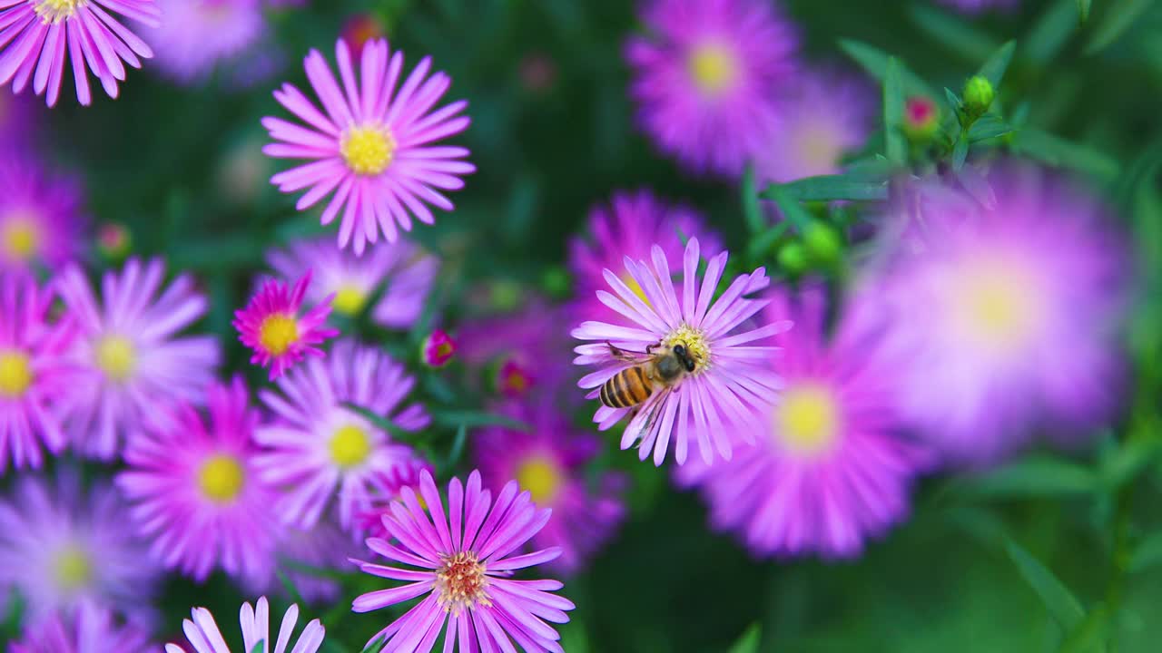 野雏菊与蜜蜂视频素材