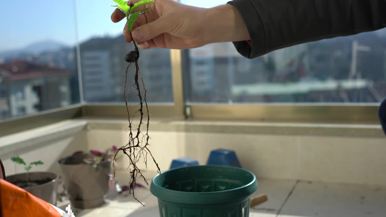 重新盆栽橡树幼苗-植物的根和手视频下载