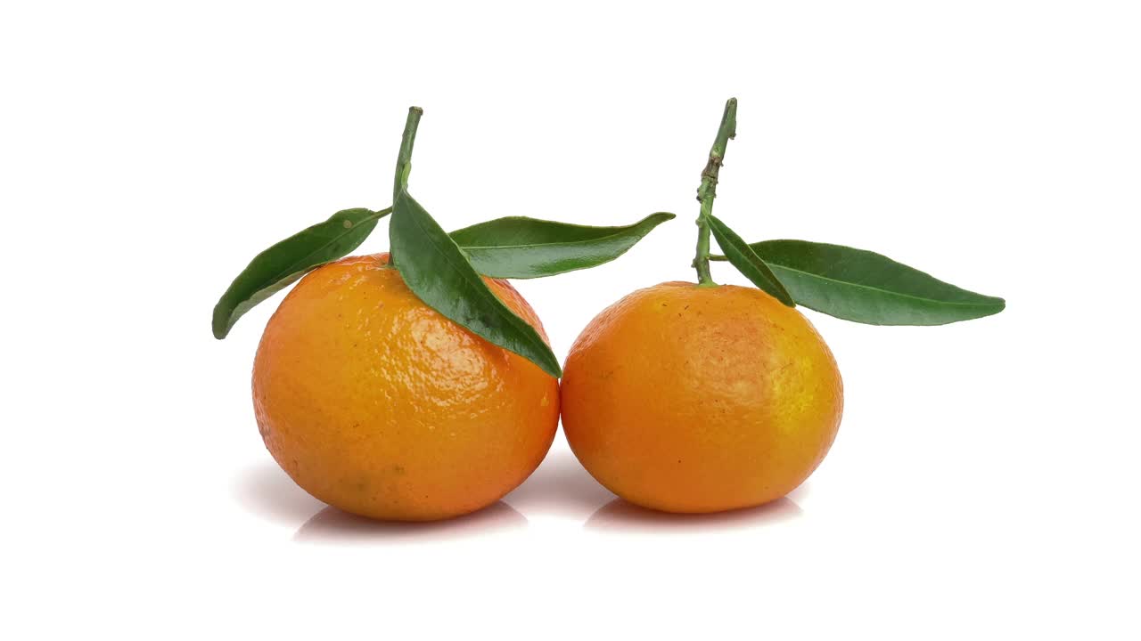 橘子用树叶视频下载