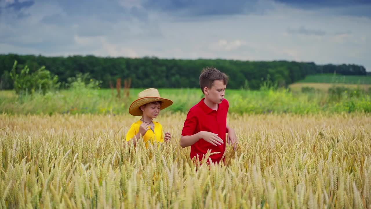 夏天男孩们在户外。兄弟们走在农田上，看着黄色的小穗。暑假和农业。视频素材