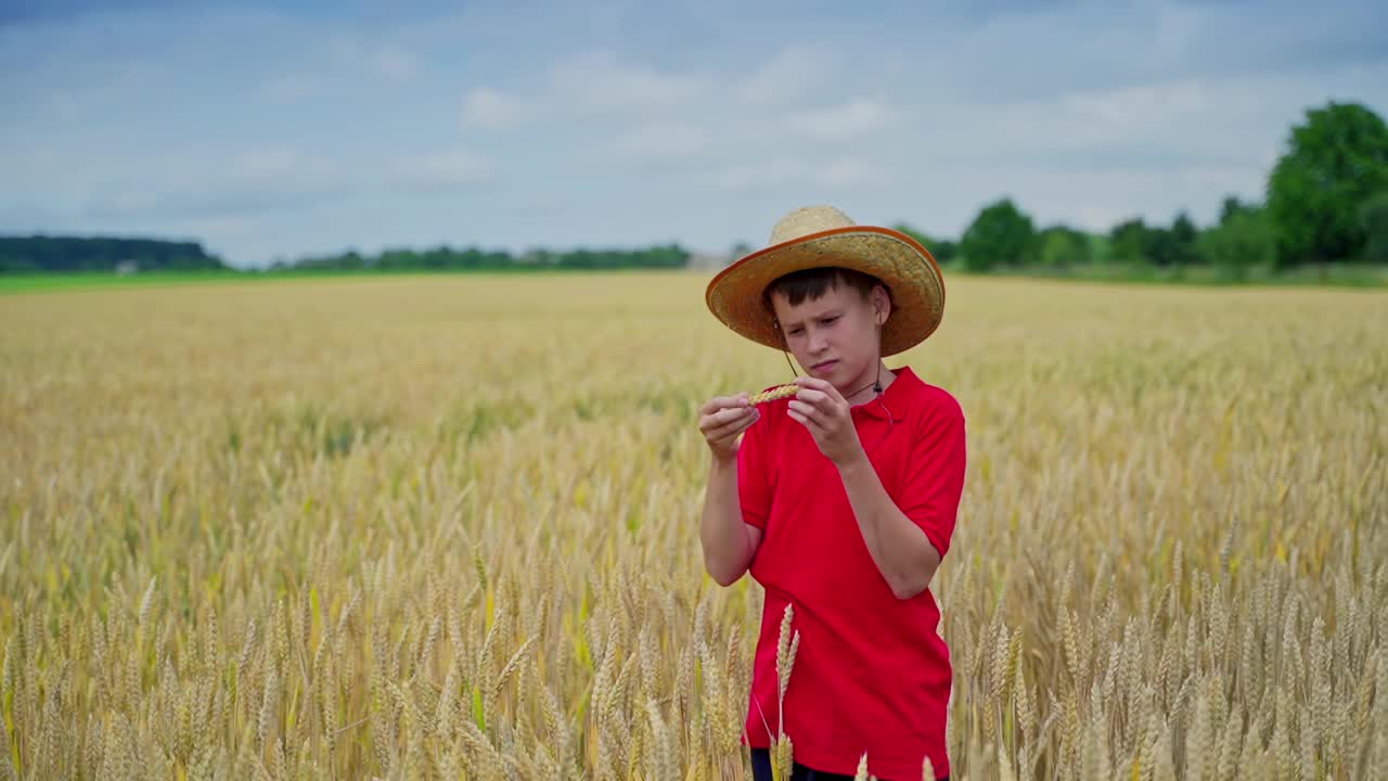田里有小穗的男孩。夏天，一个戴着草帽的小农站在农田里检查麦粒。视频素材