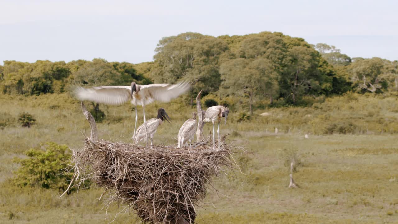 一组jabiru小鸡站在巢中其中一只拍打着翅膀飞向空中视频下载