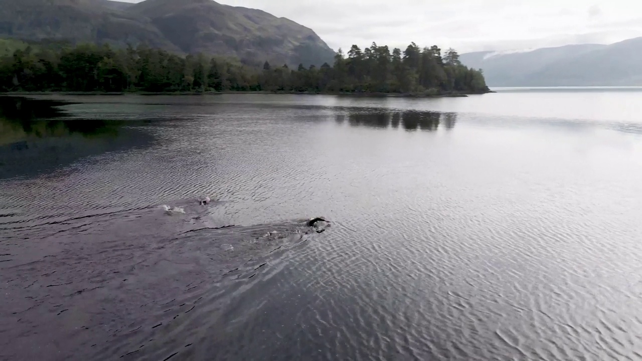 无人机拍摄的开放水域游泳者在苏格兰湖中游泳视频下载