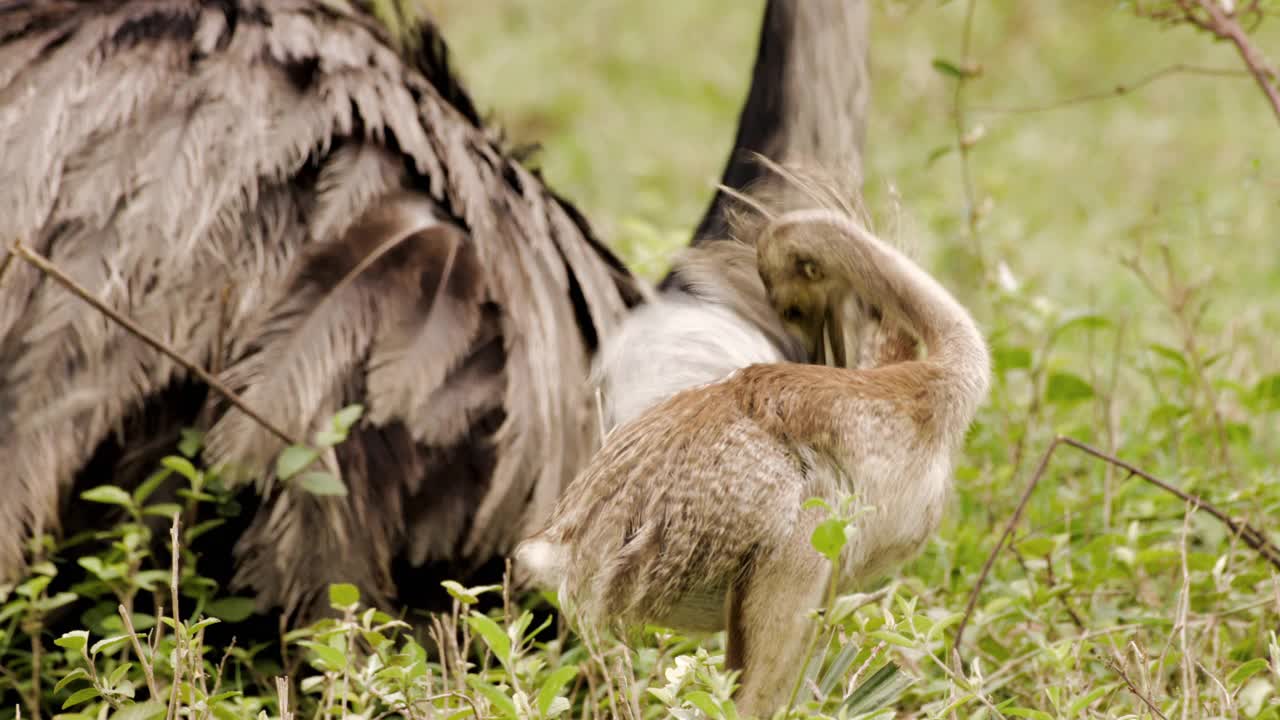 一只成年大美洲鸵和雏鸟在草地上的汇编视频下载