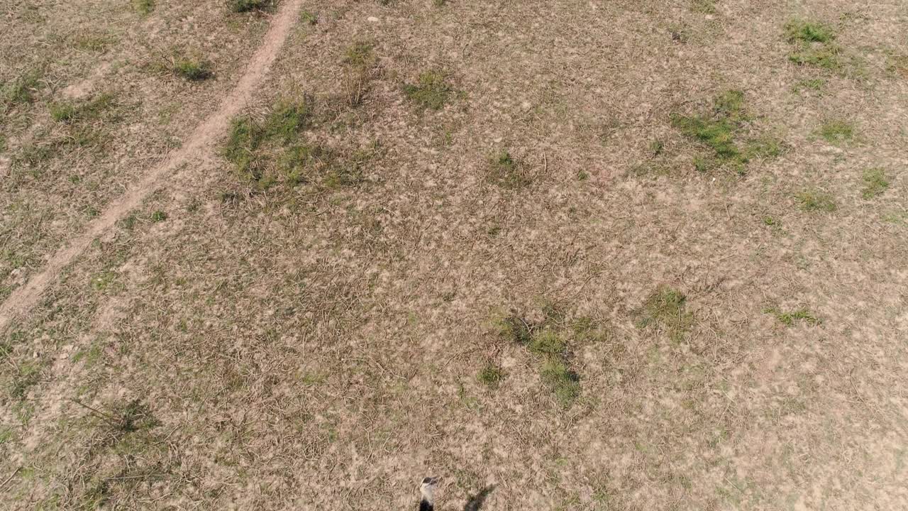 头顶拍摄的大美洲鸵行走在干旱的稀树草原上视频下载