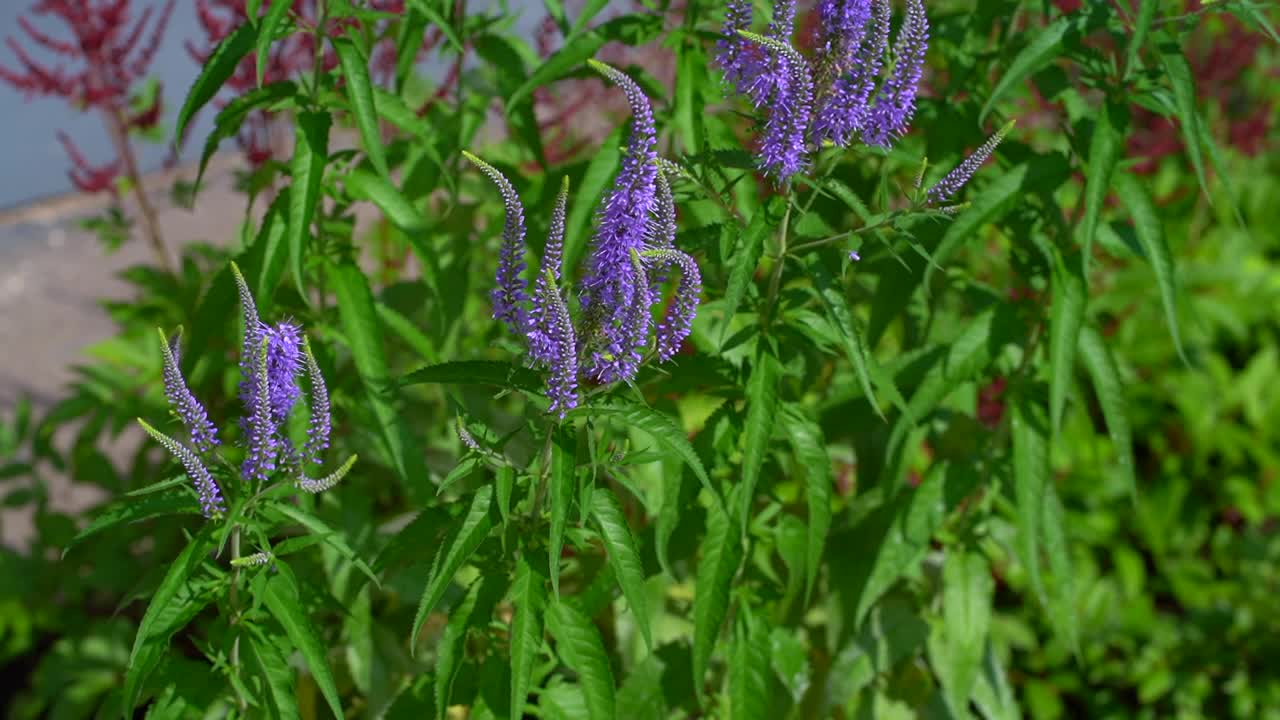 紫丁香在夏天盛开视频素材
