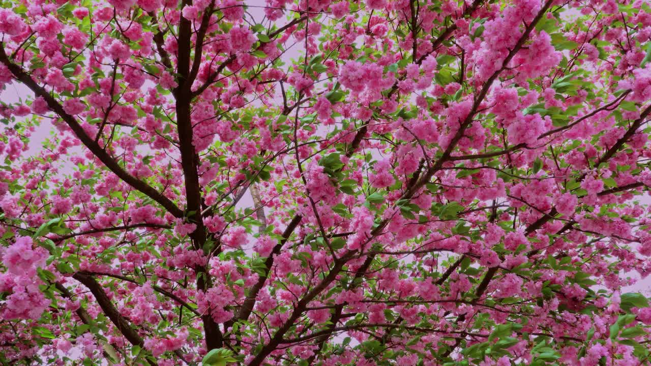 美丽的日本樱花与盛开的浅粉红色的花与树枝视频下载