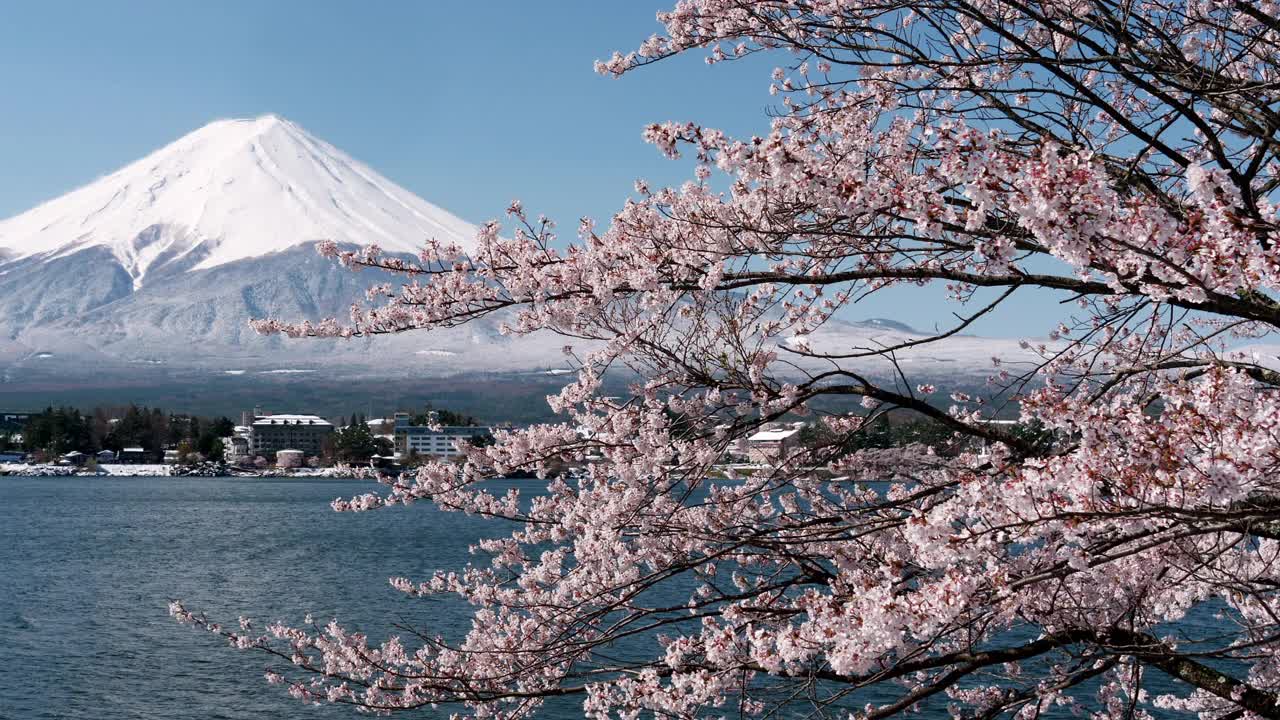 富士山上川口湖上的樱花视频下载