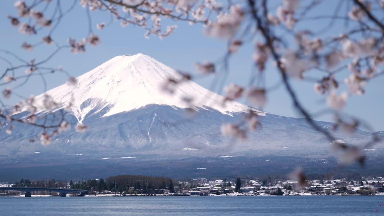 富士山湖边的樱花(Rack Focus)视频下载