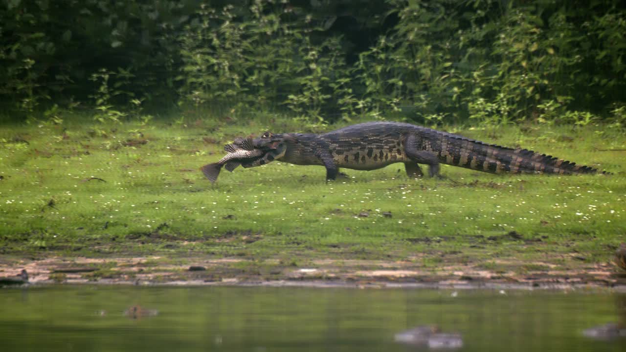 汇编的凯门鳄携带一条鱼和凯门鳄休息在湖边的雨视频下载