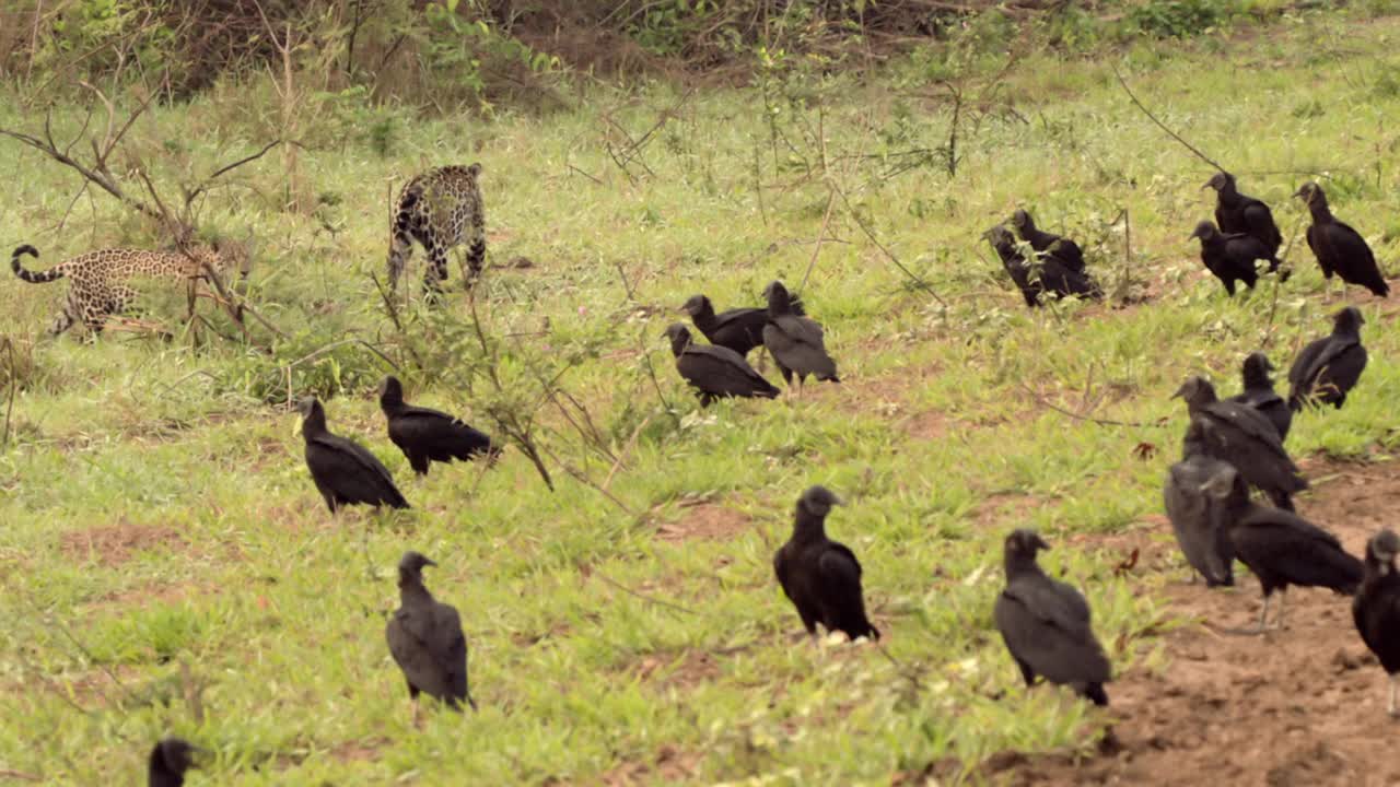 一张美洲虎幼崽追赶黑秃鹫的照片视频素材