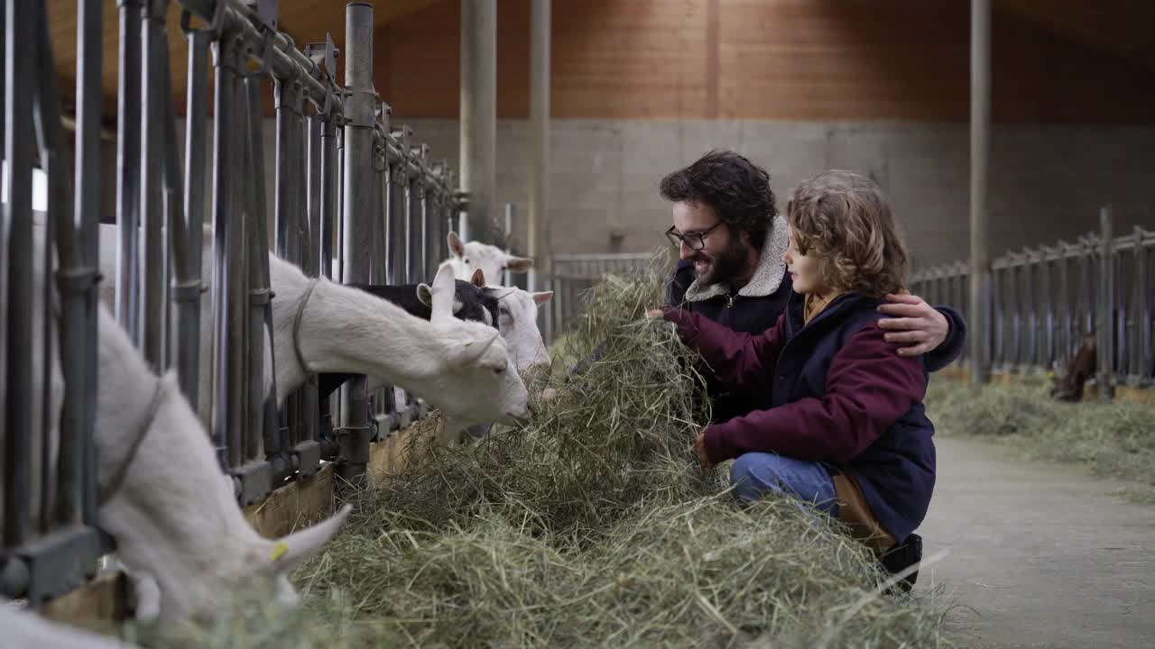 男人和他的孩子在谷仓里喂山羊吃草视频下载