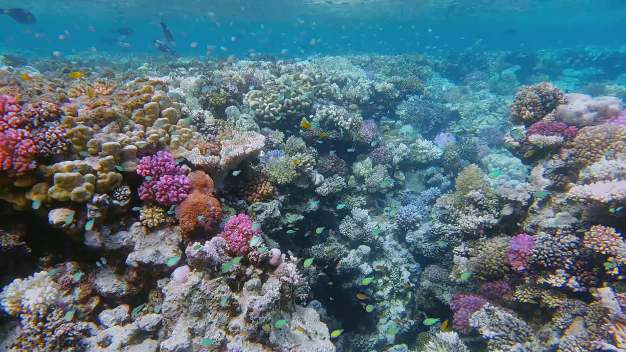 美丽的珊瑚礁上的海洋生物和许多小型热带鱼，绿色Chromis viridis(绿色Chromis)在红海-马萨阿拉姆-埃及视频素材