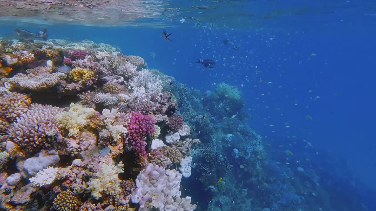 美丽的珊瑚礁上的海洋生物和许多小型热带鱼，绿色Chromis viridis(绿色Chromis)在红海-马萨阿拉姆-埃及视频素材