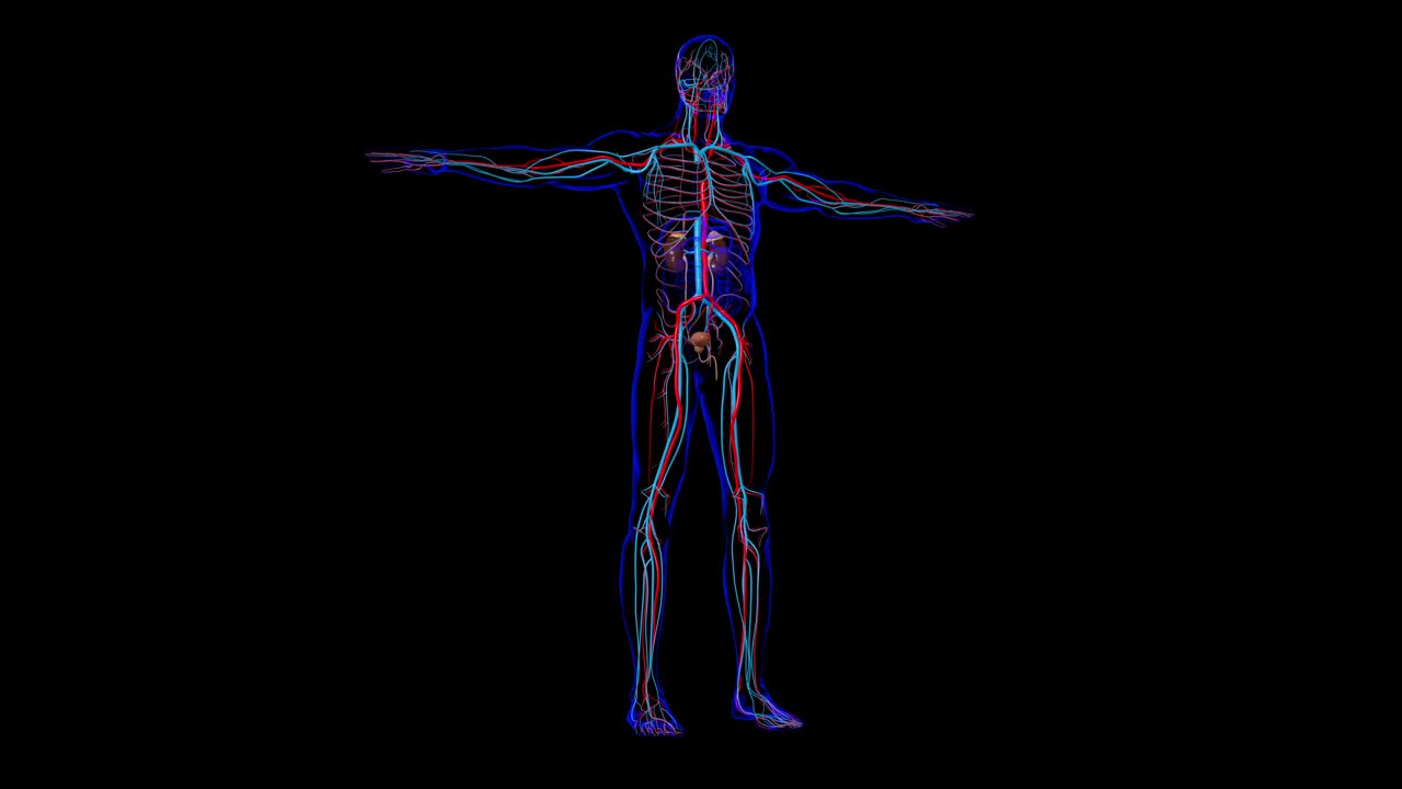 人体泌尿系统肾脏与膀胱解剖学的医学概念3D视频下载