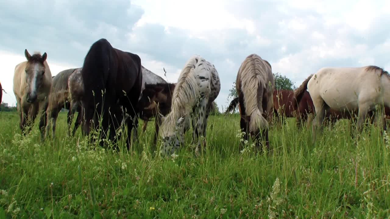 夏天，一群美丽的纯种马在绿色的草地上吃草视频素材
