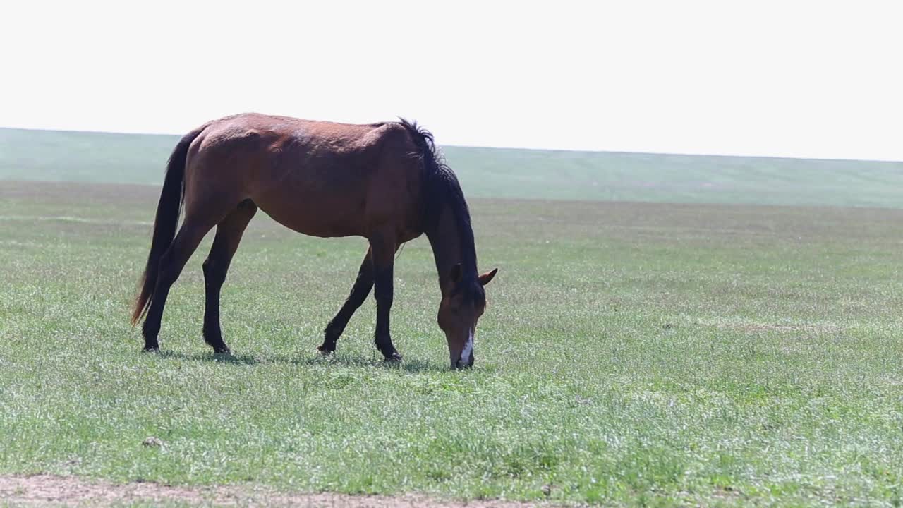 夏天，美丽的棕色马在大草原的草地上吃草视频素材