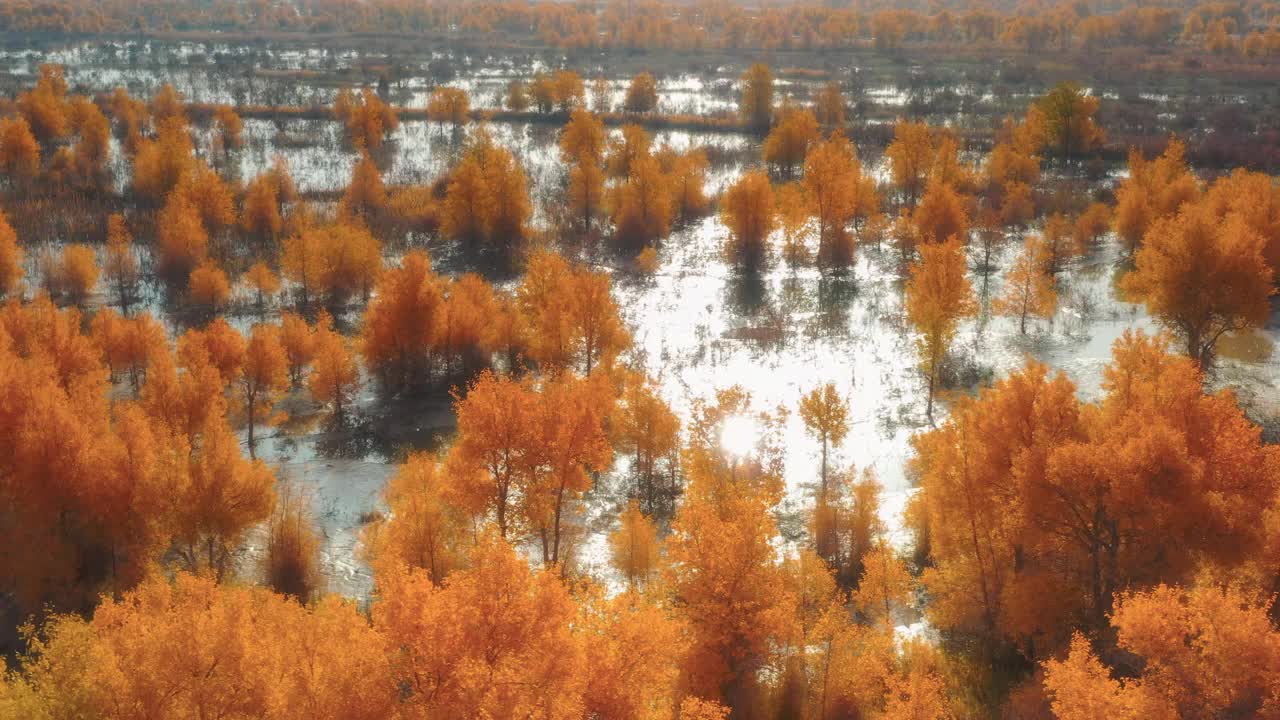 沙漠中隐藏着大片湿地，湿地上长满了胡杨林视频下载