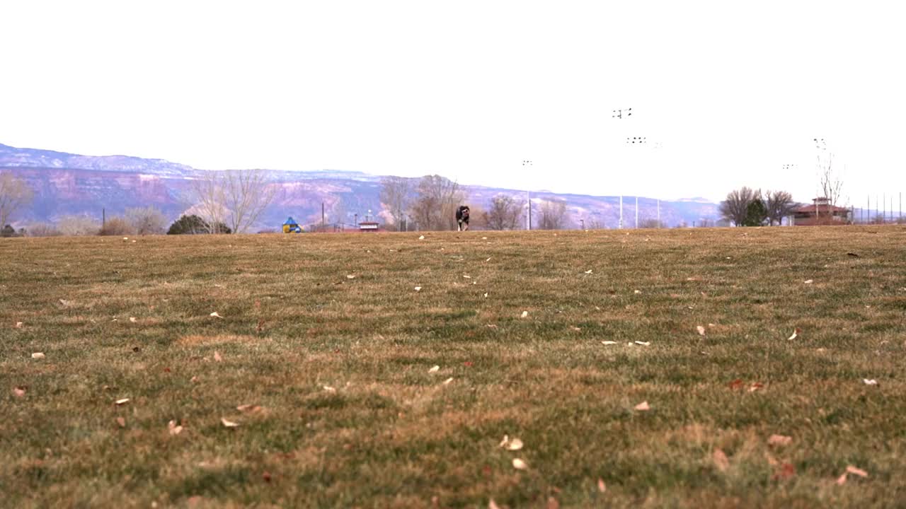 非常欢快的澳大利亚牧羊犬跑步视频素材