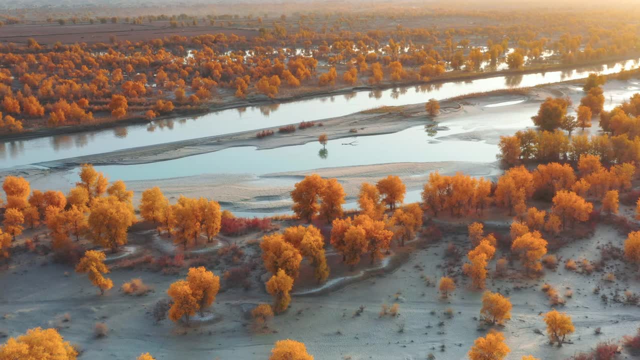 一株胡杨孤零零地生长在塔里木湿地的湖中央视频素材