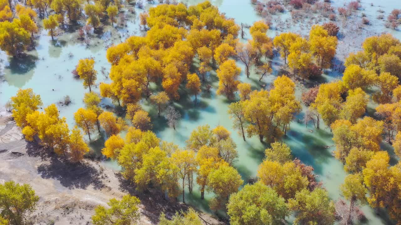 沙漠中隐藏着大片湿地，湿地上长满了胡杨林视频素材