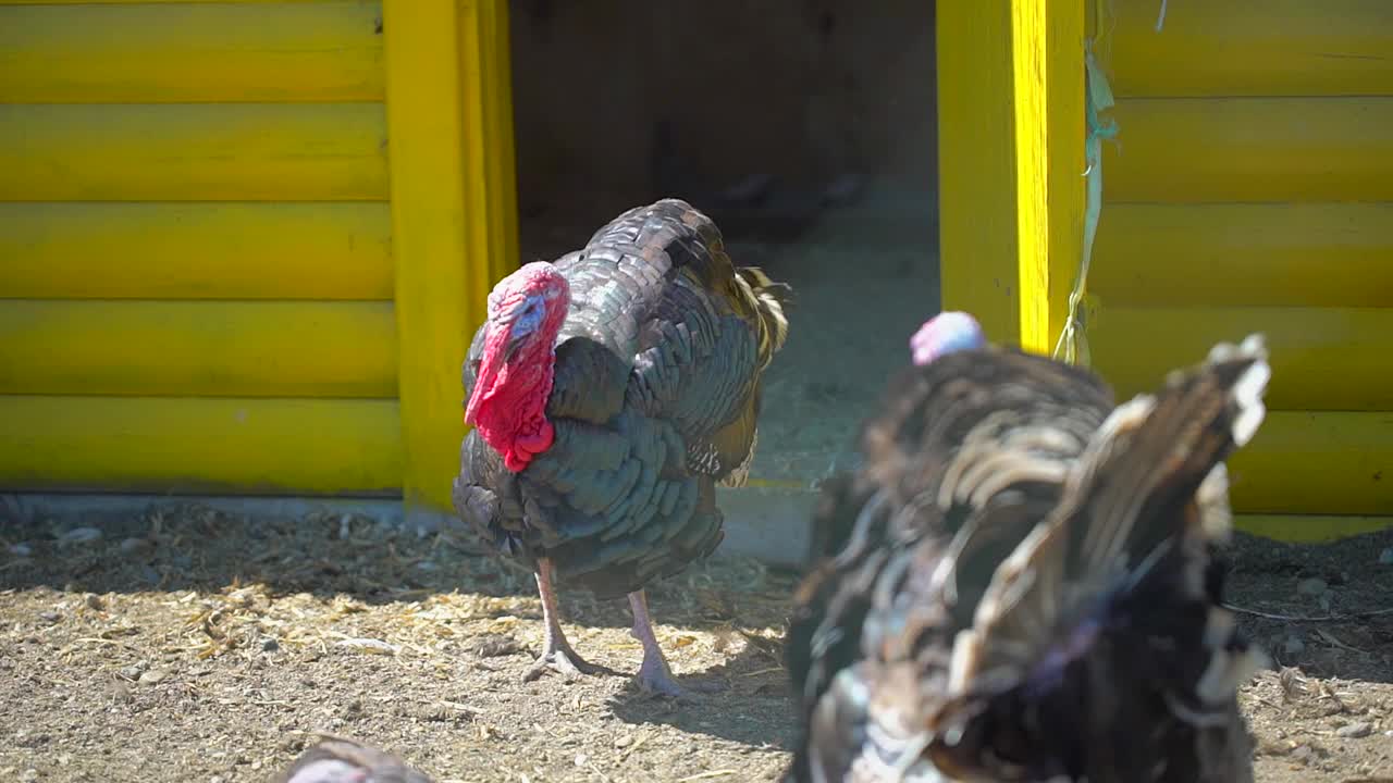 在农村农场放养火鸡视频下载