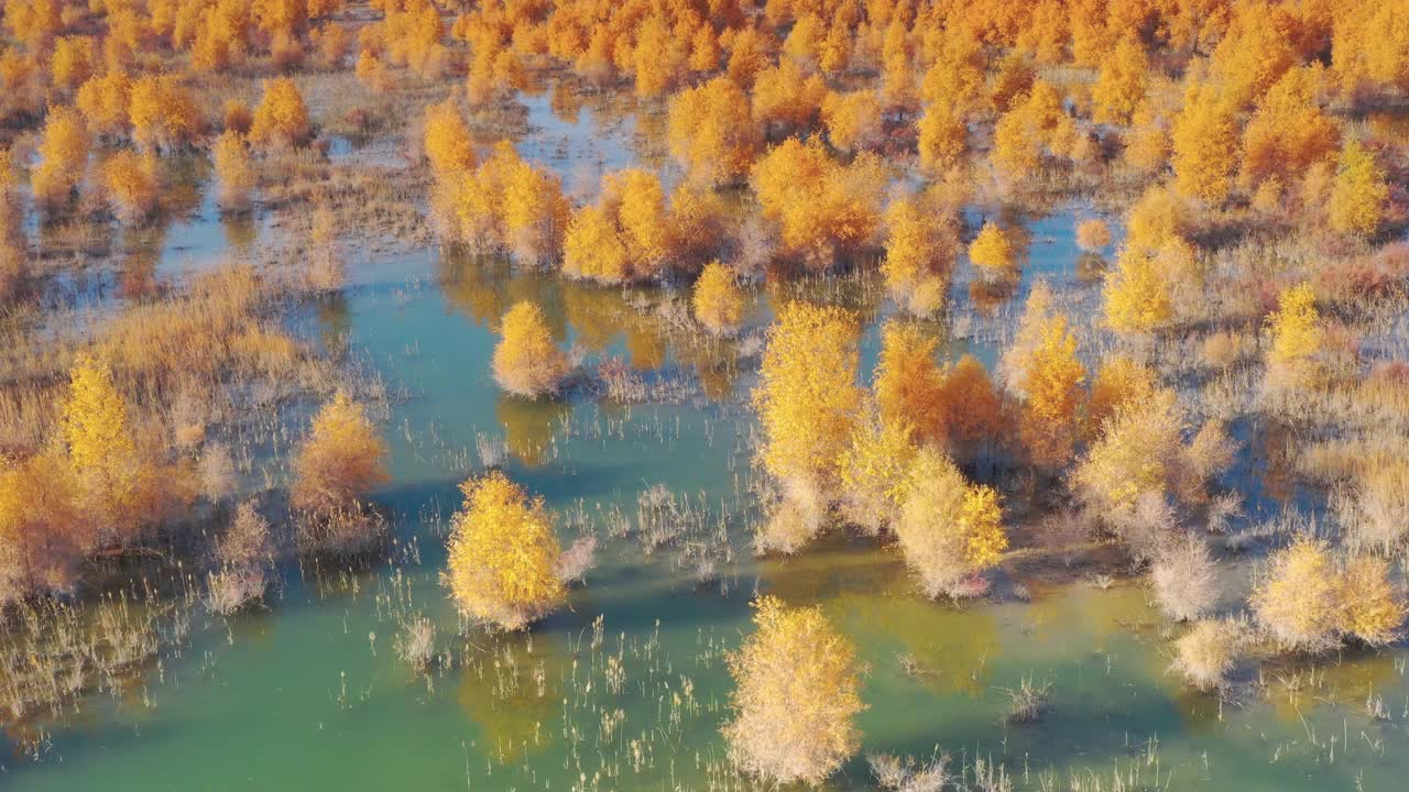 沙漠中隐藏着大片湿地，湿地上长满了胡杨林视频下载
